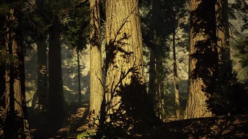 Calm Grove with Mossy Logs and Shady Greenery Creating Secluded Escape