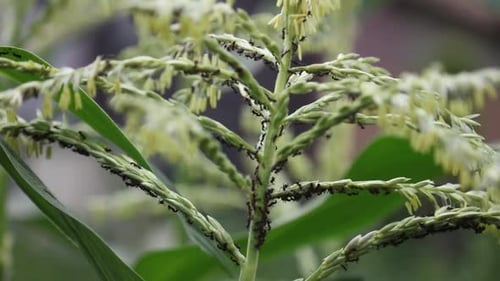 Ants swarming on the tip of a corn ear