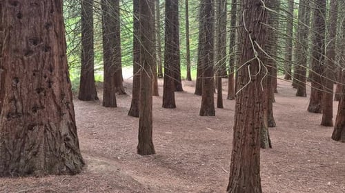 Sequoias trees