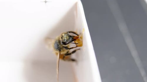 bee feeding on honey in delicate white corner