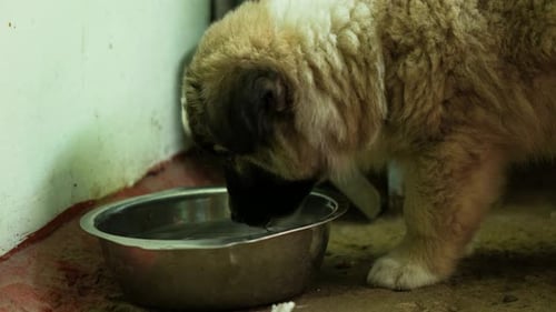Un cachorro pequeño bebe agua de un cuenco de metal en el refugio. Perro doméstico