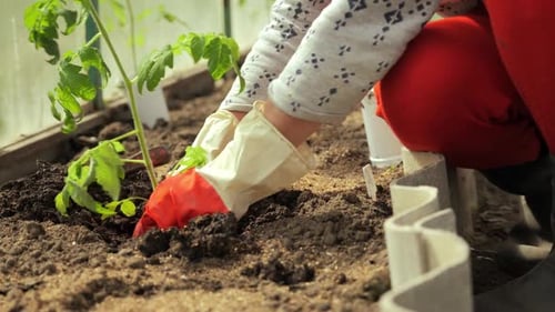 Hands Planting Seedling in Rich Soil