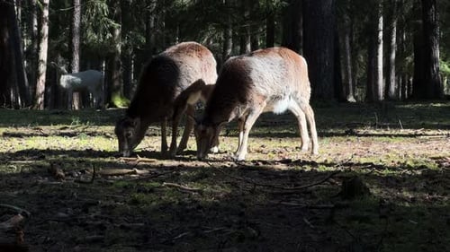 Two deer graze peacefully in a sunlit forest clearing