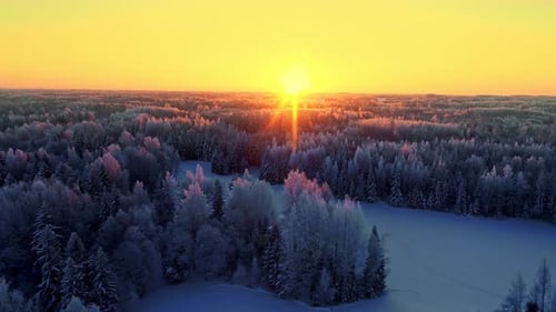 sunlight brightens treetops in frozen boreal forest at sunset. aerial sideward flight, panoramic