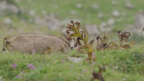 Gros plan d'un groupe de chamois avec des oursons en train de paître. (4K)