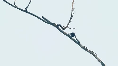 Seen foraging for some grubs around the branch and then jumps to fly towards the right going down; H