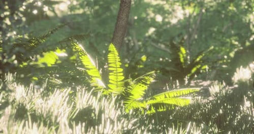 Sunlight Filters Through a Lush Forest Highlighting Vibrant Green Ferns
