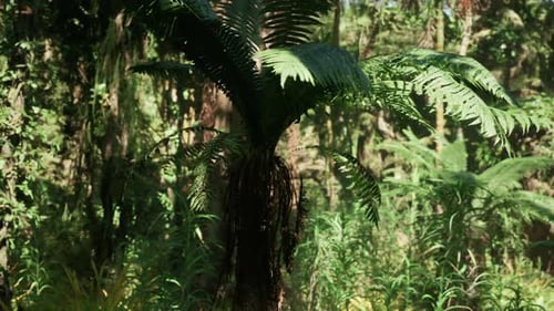 Lush Greenery and Ferns Thrive in the Jungle of China During Daylight Hours