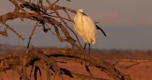 Seidenreiher (Egretta garzetta), der auf einem Ast thront. Die Camargue, Frankreich
.
