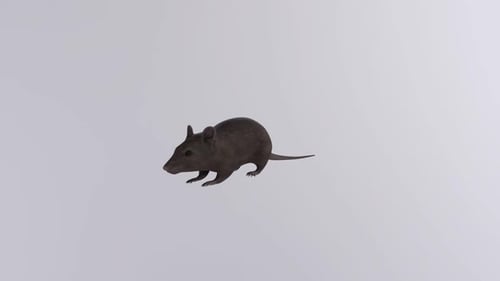 Rat 3d object rotating loop