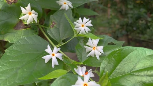 White Flowers Blooming on Green Branch