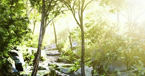 Lush Forest Path Illuminated By Morning Sunlight in a Tranquil Setting