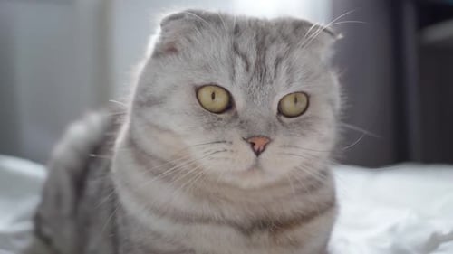 Vollblütige britische schottische Faltkatze leckt sich die Zunge Hungrige Hauskatze wartet auf Futter