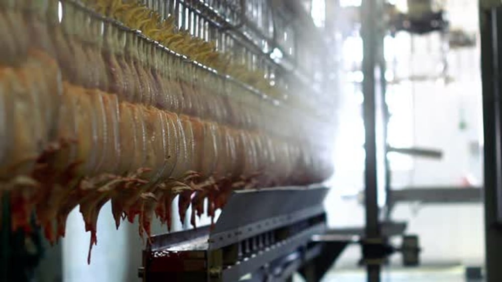 Chicken Meat Processing Plant/Poultry Production Line/Food Processing ...