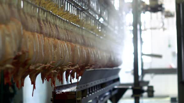 Chicken Meat Processing Plant/Poultry Production Line/Food Processing ...