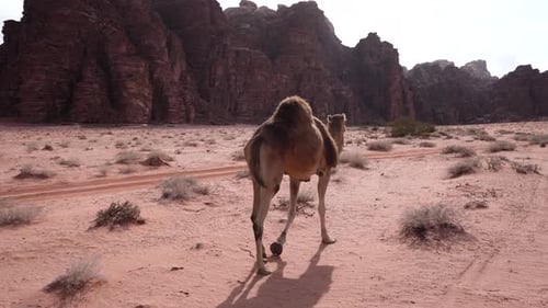 Camel Walks in the Desert and Looks Around on a Bright Sunny Day