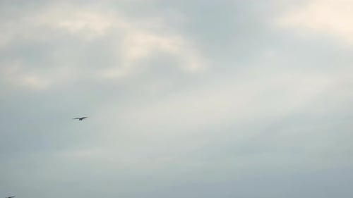 Birds Flying Freely in the Cloudy Sky