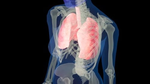 3D Human Lungs and Respiratory System Breathing Animation