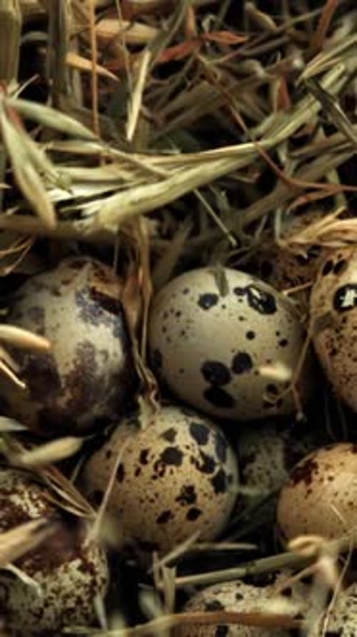 Quail Eggs Fall on Hay Filmed on a Highspeed Camera at 1000 Fps