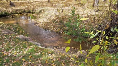Tranquil Woodlands Water Creek During Yellow Autumn. Slow Motion.