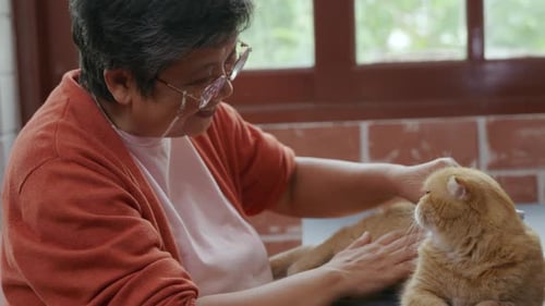 In einer herzerwärmenden Szene bürstet eine ältere Frau liebevoll ihre schottische Faltenkatze, um alte Haare zu entfernen