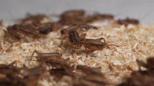 Crickets 24