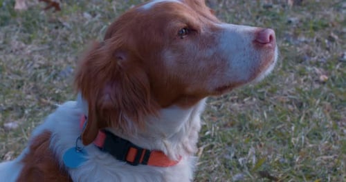 Brittany Spaniel dog looking up in yard