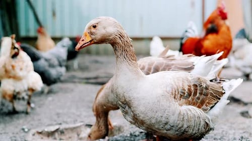 Goose Walking in Paddock Domestic Geese Rooster and Chicken on a Farm in the Village