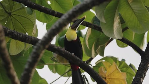 Chestnut-mandibled Toucan Perching On Tree Branch In Forest In Costa Rice. closeup, low angle shot