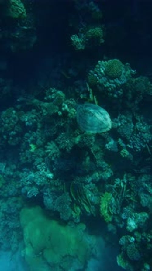 Top view of Sea Turtle swims along coral reef in bright sunlight on sunny day