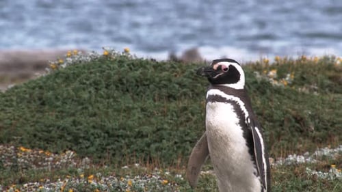 Magellanic penguin standing and looking around, flowers and the sea in the background in Patagonia,