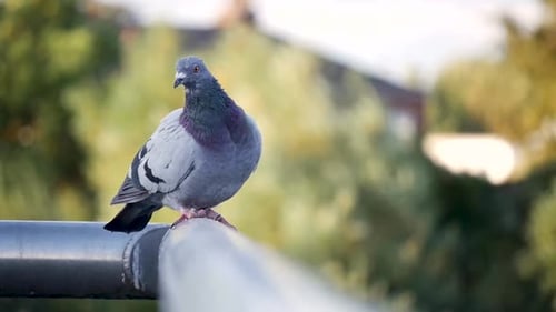 Pigeon on a sidewalk fence.