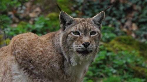 close up shot of a lynx looking around in a forest