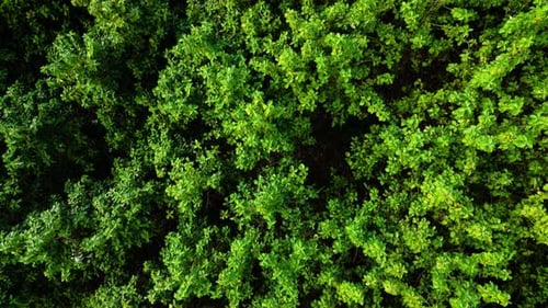 Aerial view from top of green leaf forest tree