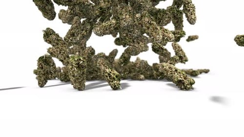 Cannabis buds dropping on a Clean white background