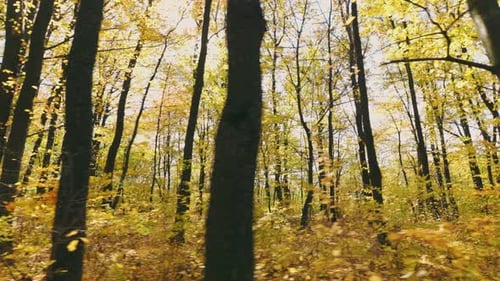Autumn Forest Lit By the Rays of the Sun