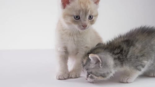 White background -Adorable Baby Kittens on White Background -curiostity cat_1