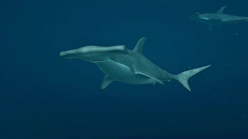 Realistic Hammerhead Sharks Swimming Underwater