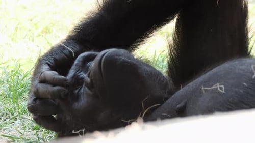 Resting Gorilla Close Up in Grassy Enclosure