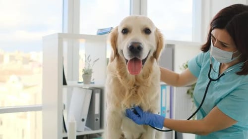 Golden Retriever Dog in Veterinary Clinic