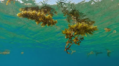 Seaweed Floating in Clear Ocean Water, Underwater View