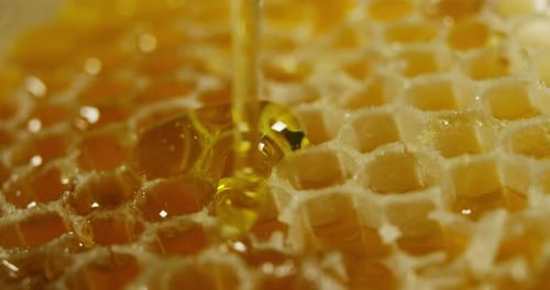 biological and genuine honey drips inside a jar. I honeycomb dripping honey. black background and