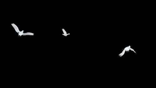 3 pombas românticas - Três pombos brancos - Flying Around Loop - Alpha Channel - 4K