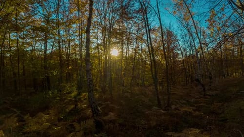 Wunderschöner Sonnenuntergang im Herbstwald