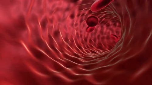 Red Blood Cells