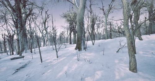 Winter Landscape with Bare Trees and Snow Covered Ground in a Serene Forest