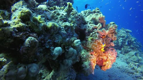 Underwater Marine Life Clownfish