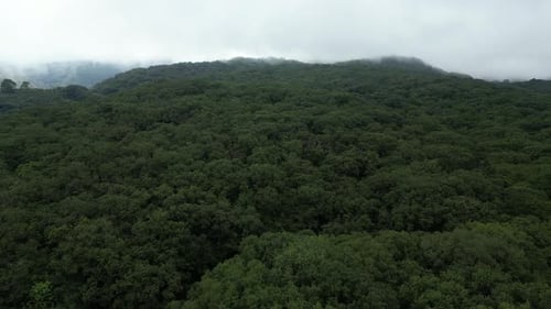 Flight over forested area with lush green trees of tropical climate, stunning nature landscape
