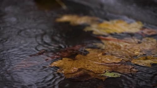 Rain Drops Falling At The Puddle 15