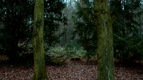 dark forest autumn cold morning pathway creepy mood